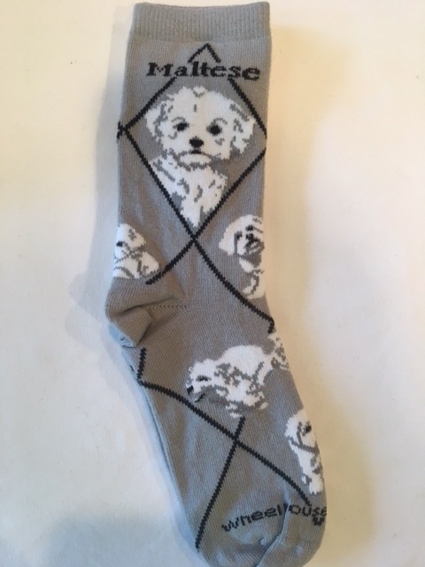 Maltese, Puppy Cut Sock on Gray Size 9-11