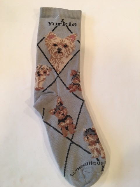 Yorkie, Puppy Cut, Sock on Gray Size 9-11